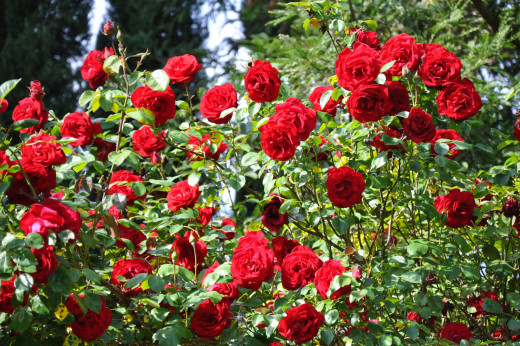 786168 (a): :2500x1660